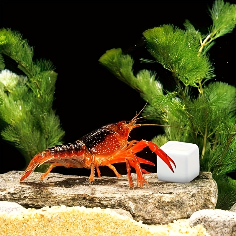 Calcium Powder Reptile - 6 pezzi acquario calcio blocco minerali