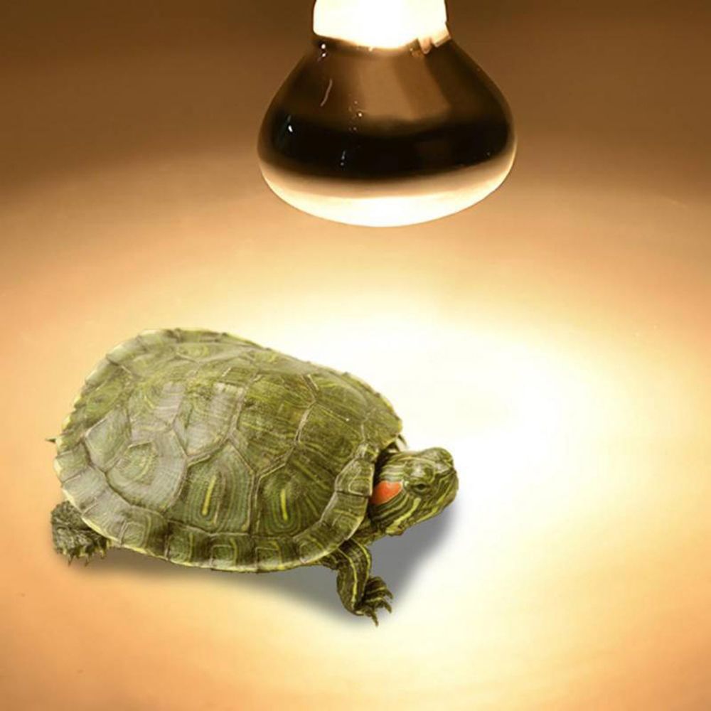 Lampada Riscaldante per Rettil - Basking Bulb Halogen recensione e prezzo