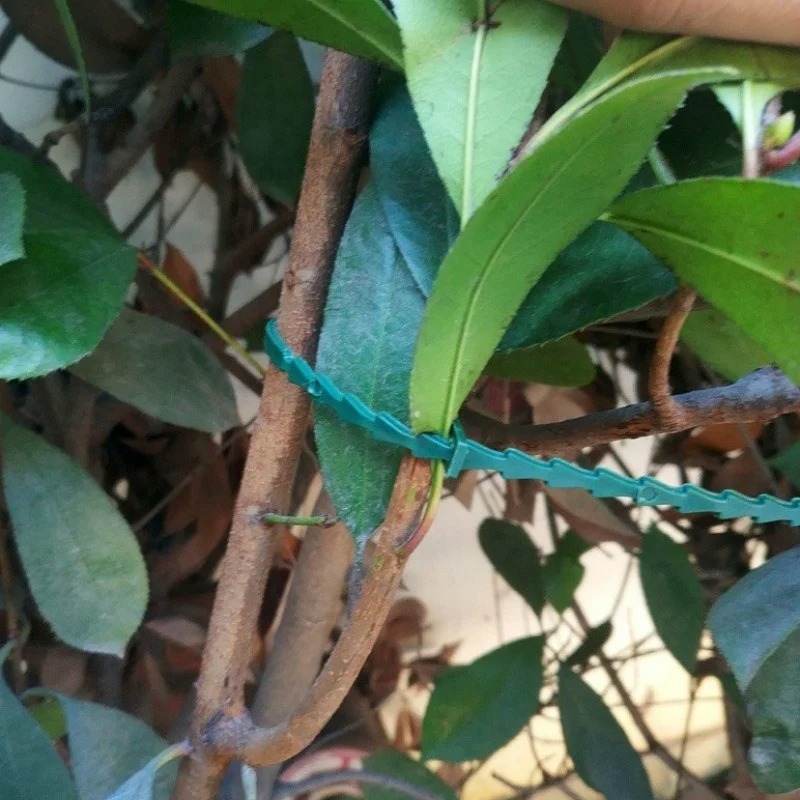 50 Pezzi Fascette Regolabili i - Vine Climbing Plastic recensione e prezzo