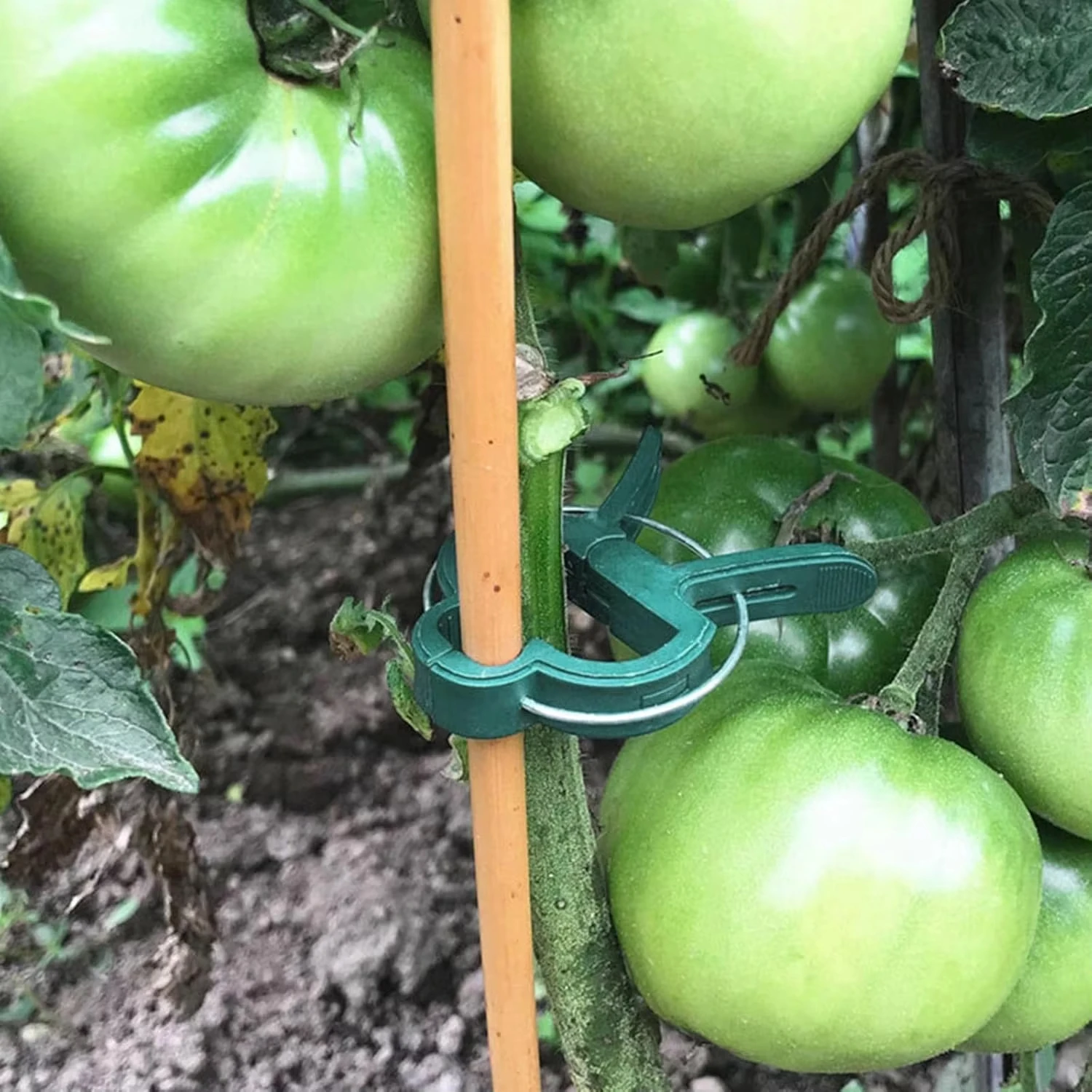 Clip fisse per piante Staffa r - Vine Climbing Plastic recensione e prezzo