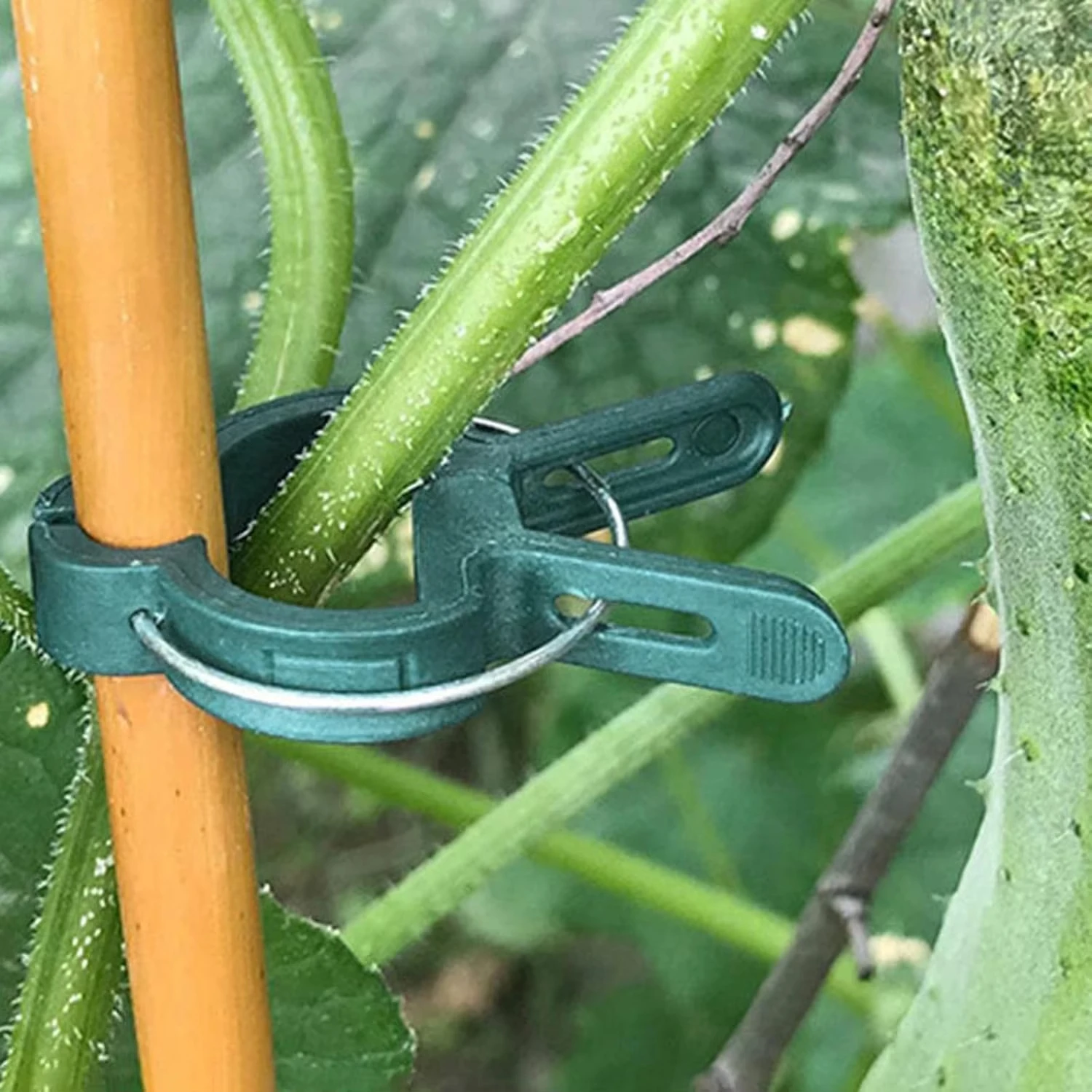 Clip fisse per piante Staffa r - Vine Climbing Plastic recensione e prezzo