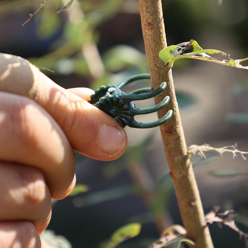 Clip di Supporto Mini per Pian - Vine Climbing Plastic recensione e prezzo