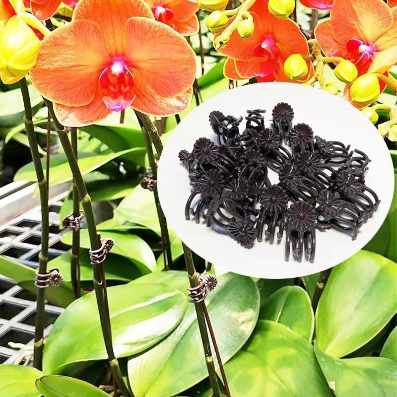 Clip di Supporto Mini per Pian - Vine Climbing Plastic recensione e prezzo