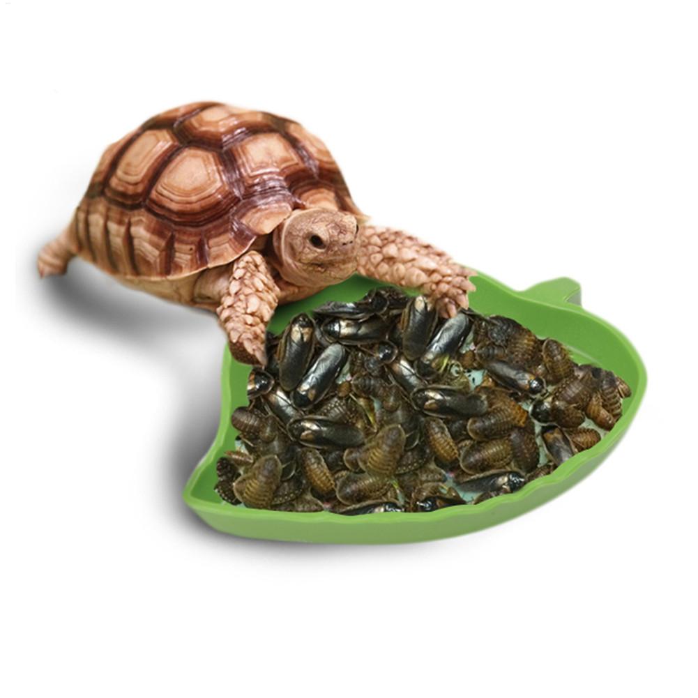 Anfibi Alimentatore per rettil - Water Dish Reptile recensione e prezzo